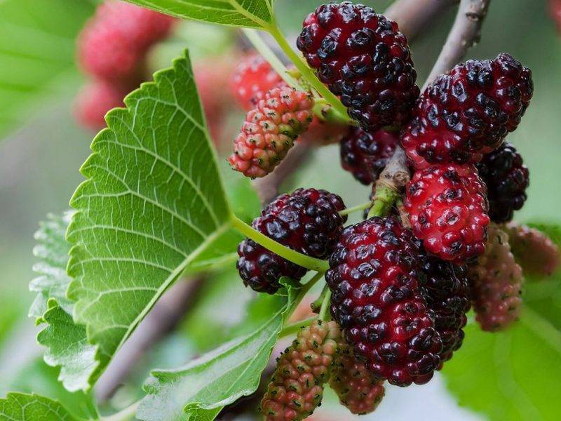 Шелковица купить саженцы из питомнике в Евпатории