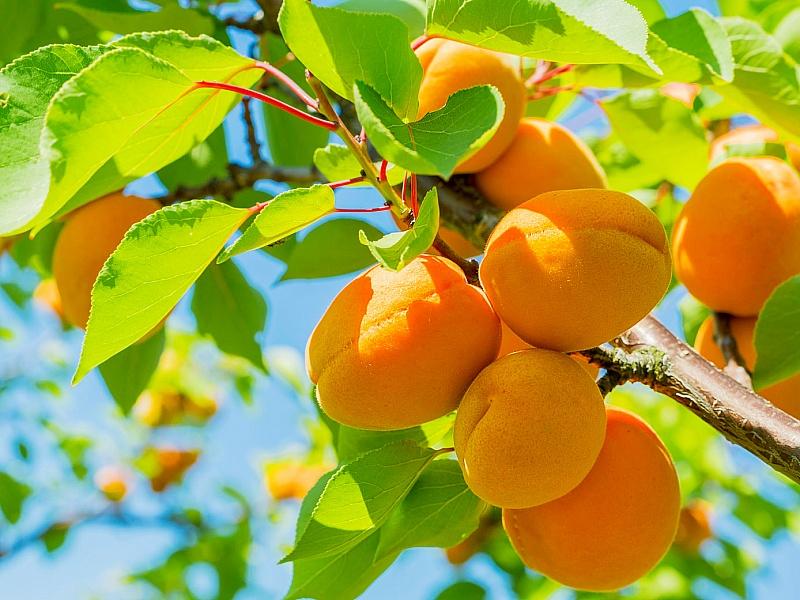 Абрикос купить саженцы из питомнике в Евпатории