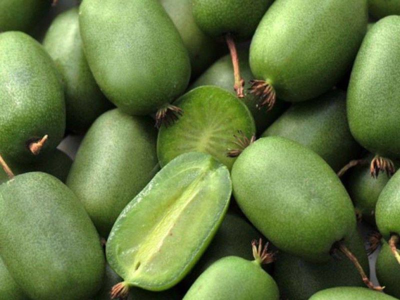 Актинидия купить саженцы из питомнике в Евпатории