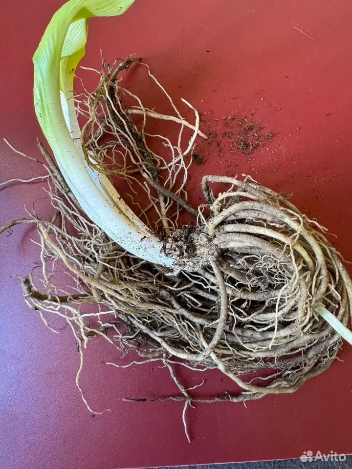 Хоста "ИНДЕПЕНДЕНС"