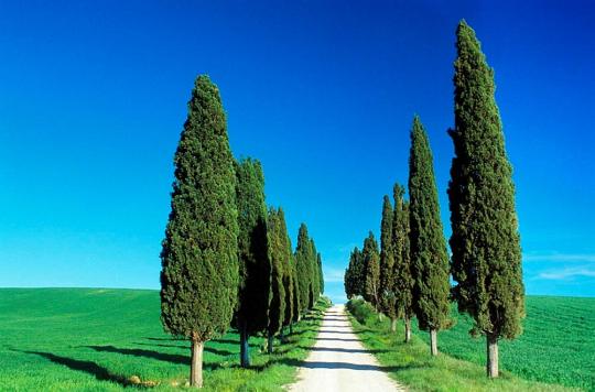 Кипарис Пирамидальный 3-х летка (стакан С5)